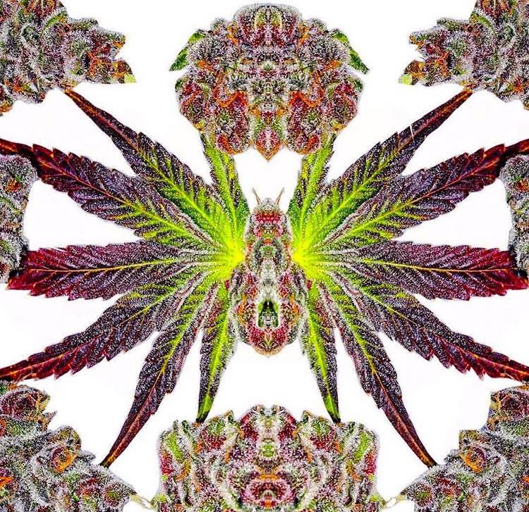 What do you see? 📸 chewberto420 #cannabiscommunity #cannabisculture #cannabisindustry