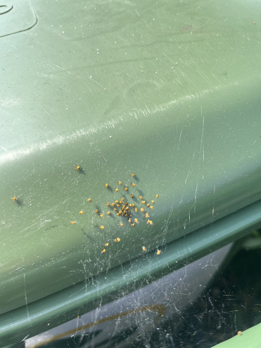 Charlie Campbell tweet media