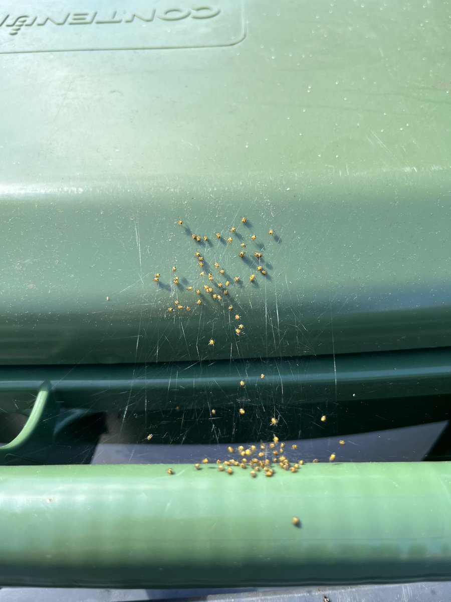 Charlie Campbell tweet media