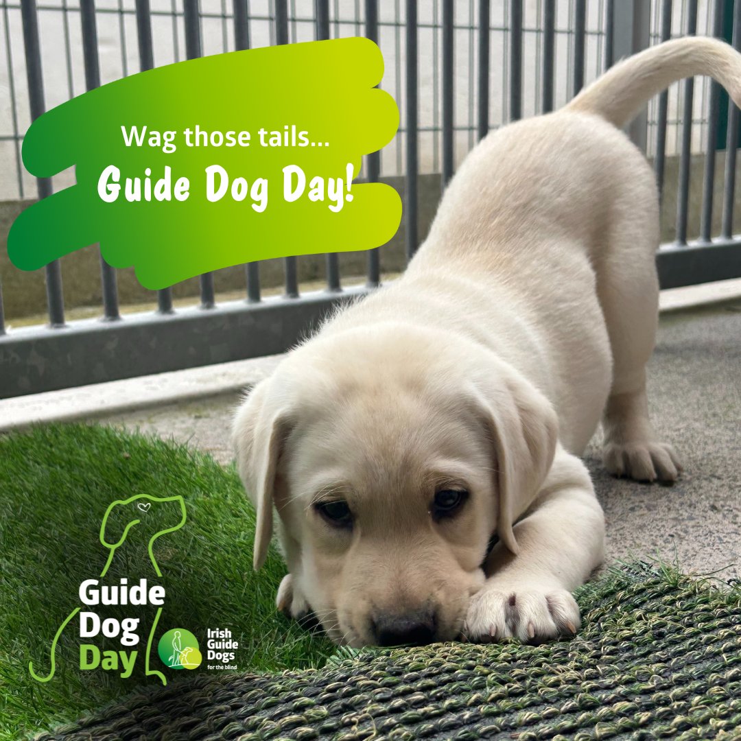 Irish Guide Dogs for the Blind tweet media