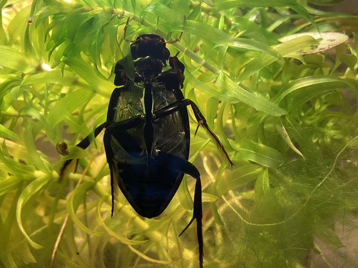 james99roberts's tweet photo. You can see why they call it a great silver water beetle! (Hydrophilus piceus). Look at that shine! #nature #beetle https://t.co/kuhwhZXw92