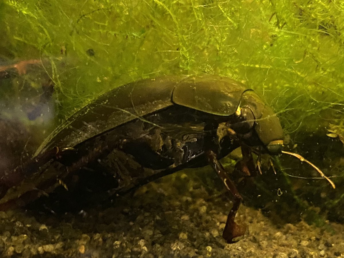 james99roberts's tweet photo. You can see why they call it a great silver water beetle! (Hydrophilus piceus). Look at that shine! #nature #beetle https://t.co/kuhwhZXw92