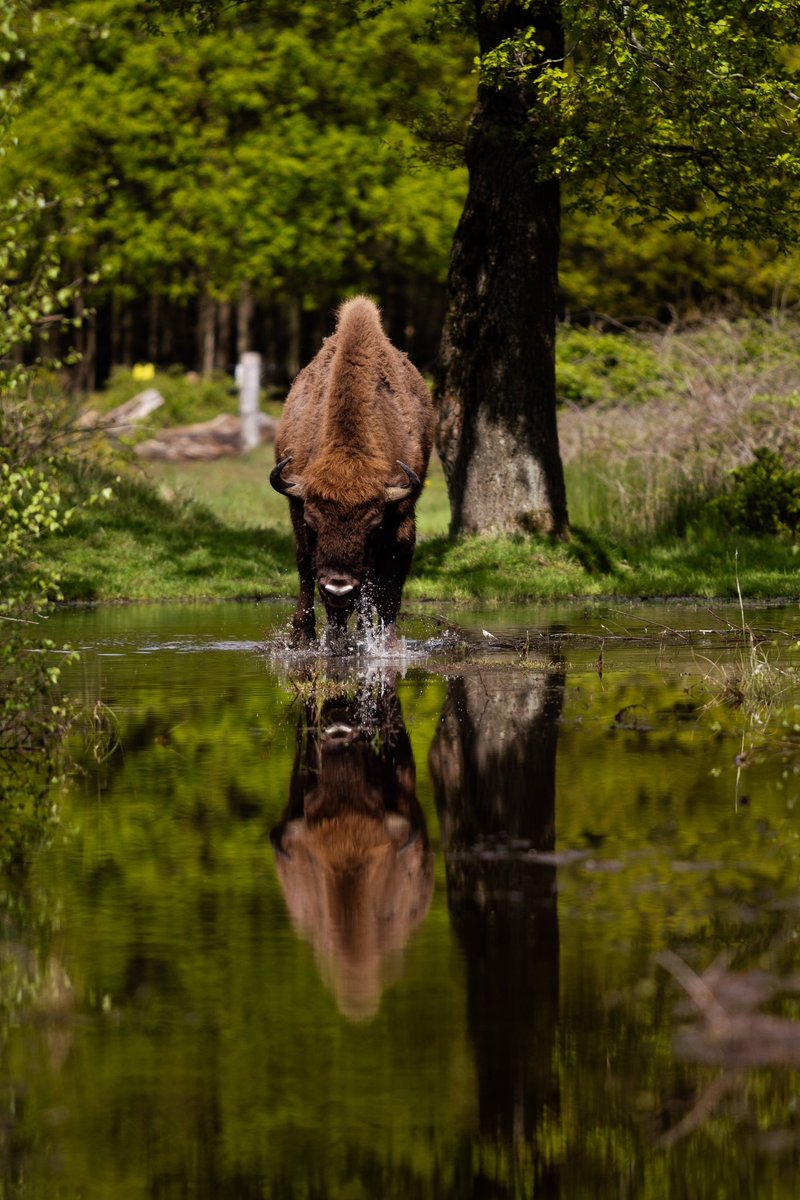 De zomer leek in aantocht, maar van het vele #water zijn we tóch nog niet af. Opnieuw wordt er een #hoogwaterpiek verwacht, wat betekent dat onze beheerders in de #uiterwaarden de dieren alvast naar hogergelegen delen begeleiden. 🐂🌊