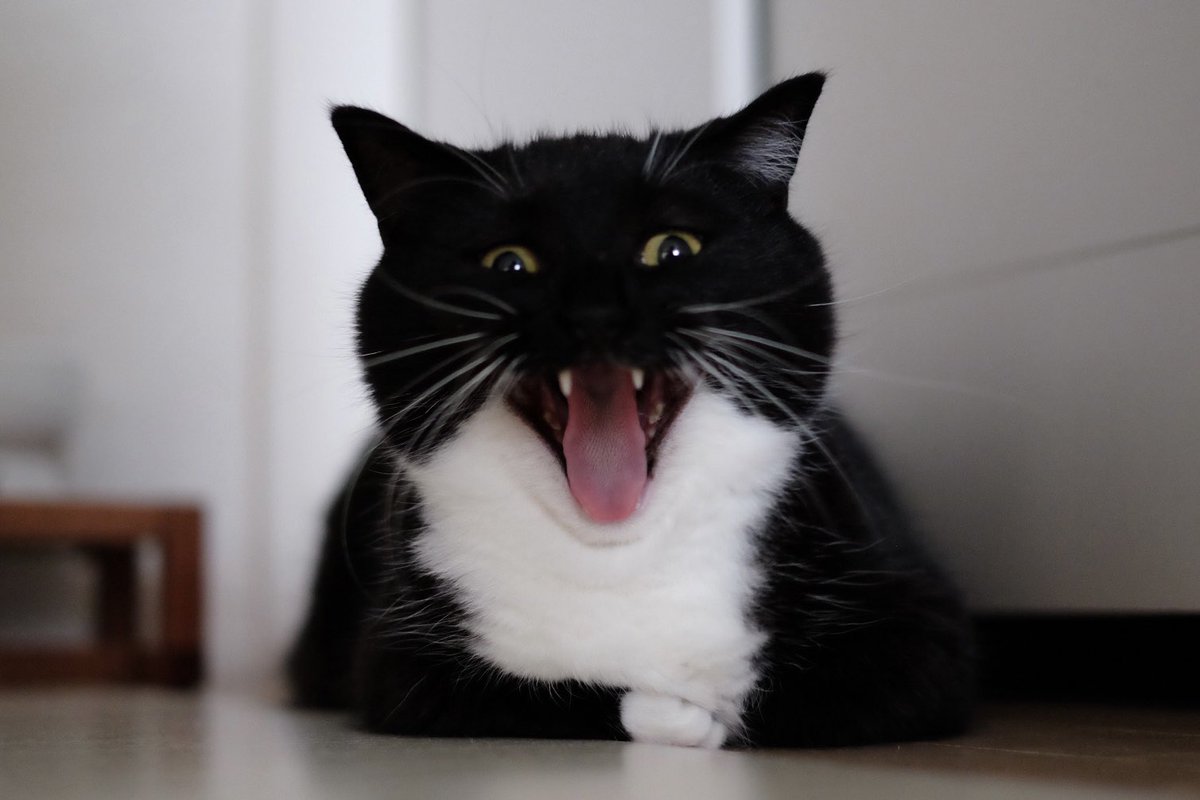 unicouniuni3's tweet image. Uni's big yawn :3

うにのあくび