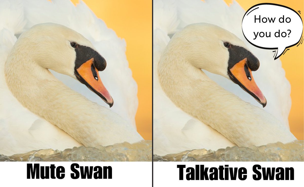 Important tip for telling swans apart 👇