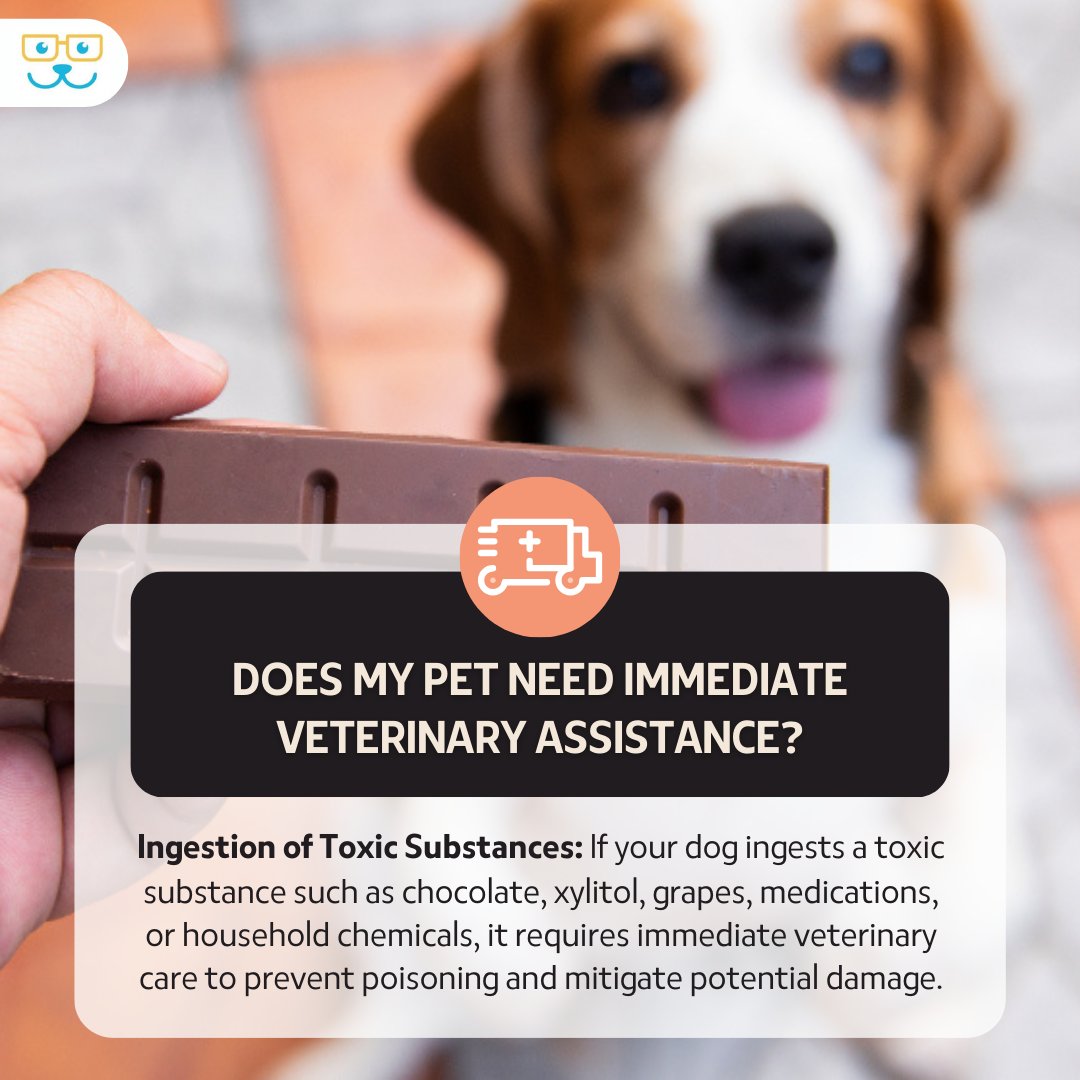 When it comes to toxic ingestion, every moment counts. 🐱🚑 Act fast and contact us immediately if your pet ingests a harmful substance. Our expert veterinary team is here to provide timely intervention and protect your pet's health. #PetWellness #EmergencyVet