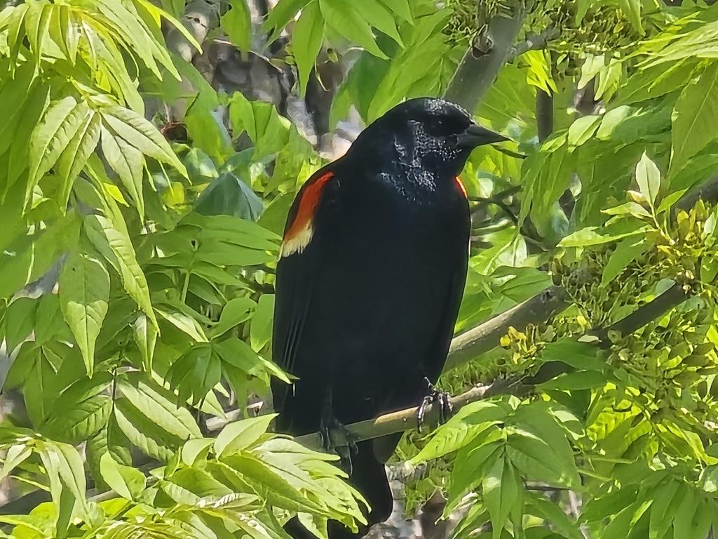Redwing Black Bird. Port Credit Mississauga Canada. ##photography #portcredit #mississauga #Canada