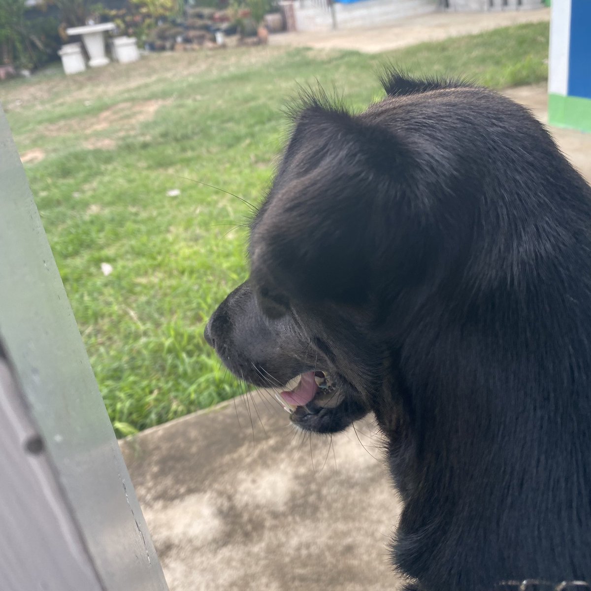 นู่นนะ คิดถึงแต่เลิกเห่าคือป๊าจะนอน