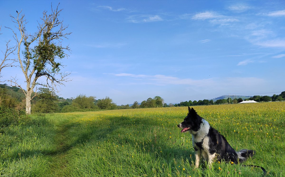 Down in the meadow #getoutside #breconbeacons #explorelocal #BorderCollie #dogsoftwitter #BannauBrycheiniog @BeaconsPhotos @BBCWthrWatchers @DerekTheWeather @OrdnanceSurvey @ExploreBreconB @VisitBrecon