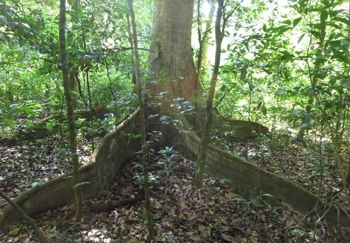Is tropical forest’s resilience linked to nutrient availability? A research team led by our Uni carried out a large-scale nutrient addition study - nitrogen, phosphorus and potassium - in the Budongo Forest of Uganda to find out: s.gwdg.de/rezMft; doi.org/mw46