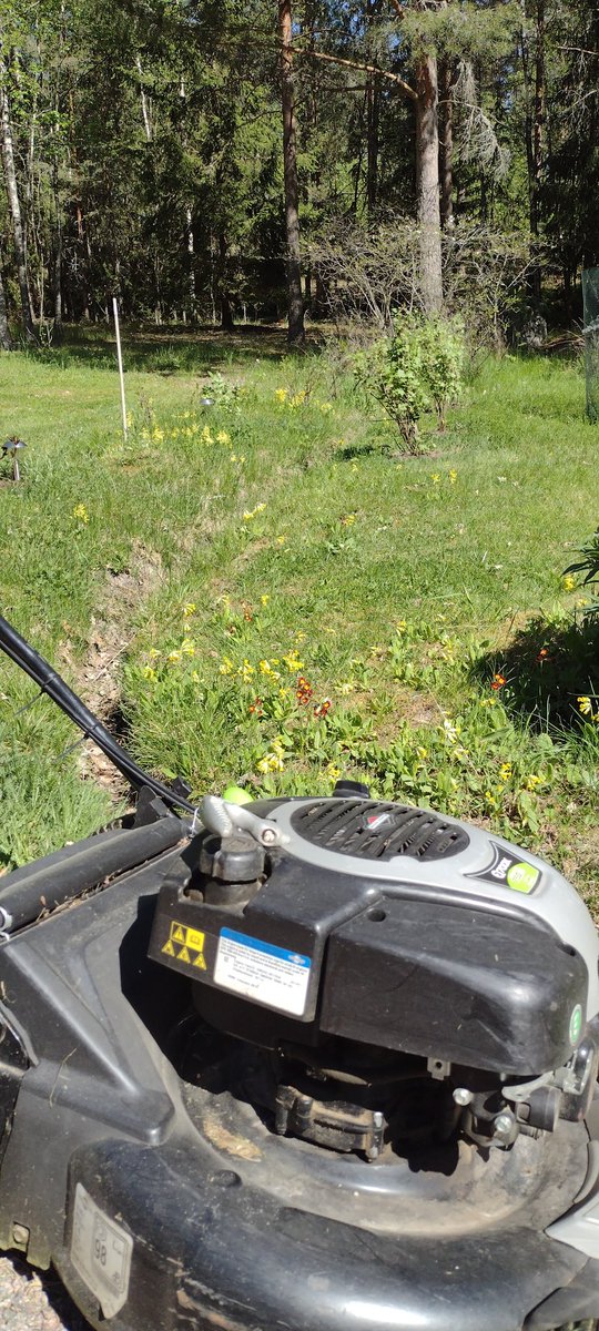 Harrywaimala's tweet image. Nyt taitaa olla se iso ja tärkeä hetki, kun jätetään kaikki kukat nurmella ajamatta☝️
Jos haluaa puutarhan kukoistavan?
#pölyttäjät ❤️