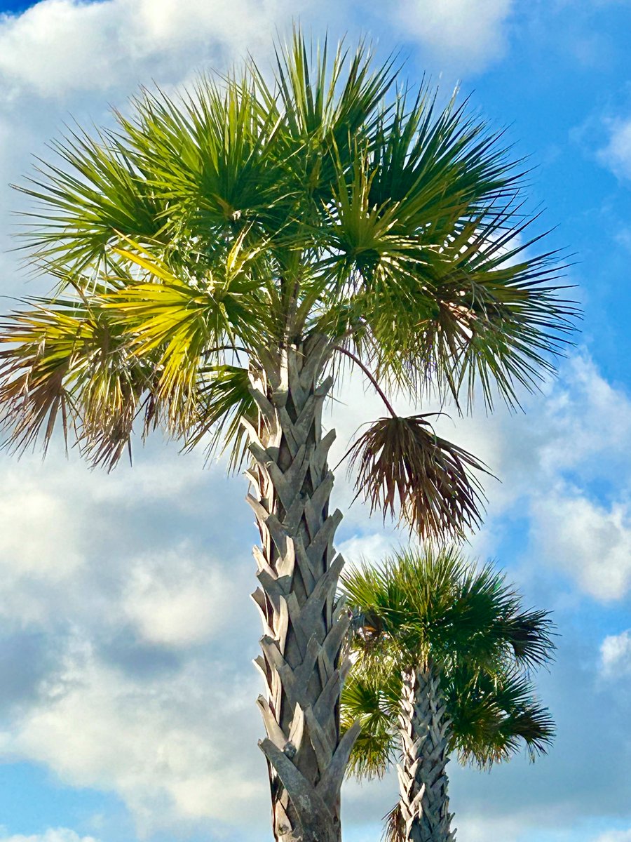 Good morning y’all 💕🥰🌅🌺💃🏴‍☠️❣️❤️🍀
Happy Tuesday 🌺🌅💃💕
You Had Me From Hello
Kenny Chesney. 
#GoodMorningEveryone #palm #palmtree #HappinessEveryday #beach #BeachLife #island #NoShoesNation