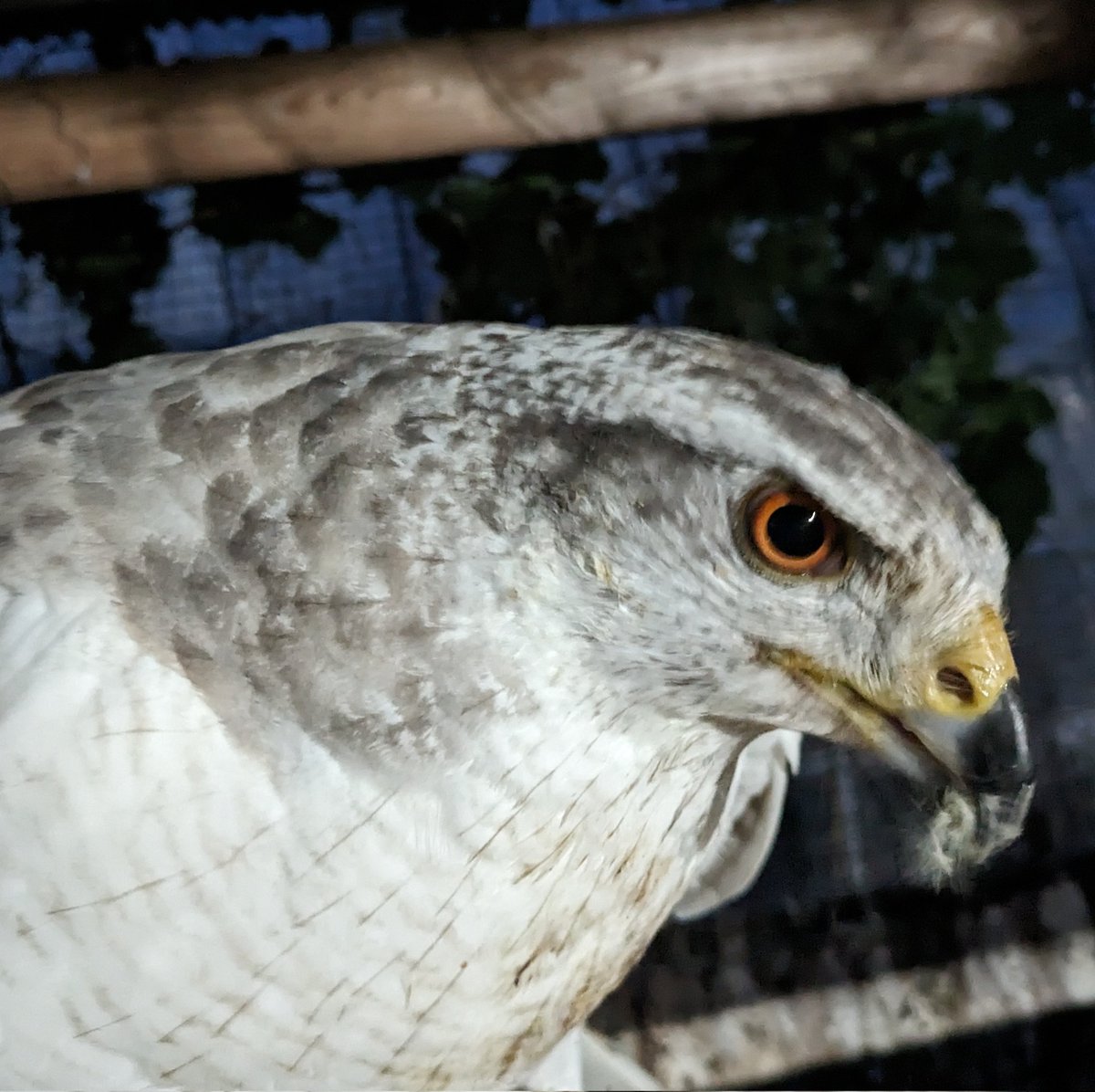 淡墨で描いたような、日本画からそのまま飛び出したかのようなSiberian goshawkはいろんなタイプがいます。