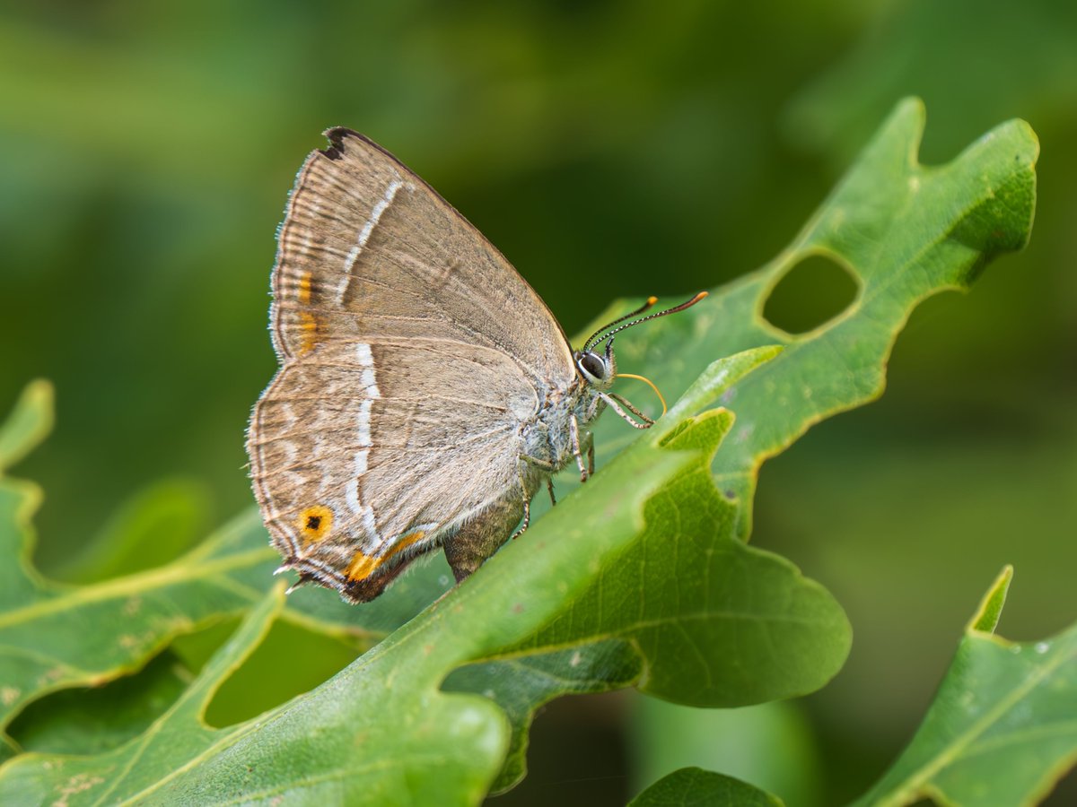 Did you know the purple hairstreak butterfly relies entirely on the oak tree to survive? It uses oak as a food source, a place for shelter and to lay its eggs. Who's been lucky enough to see one of these beautiful butterflies?