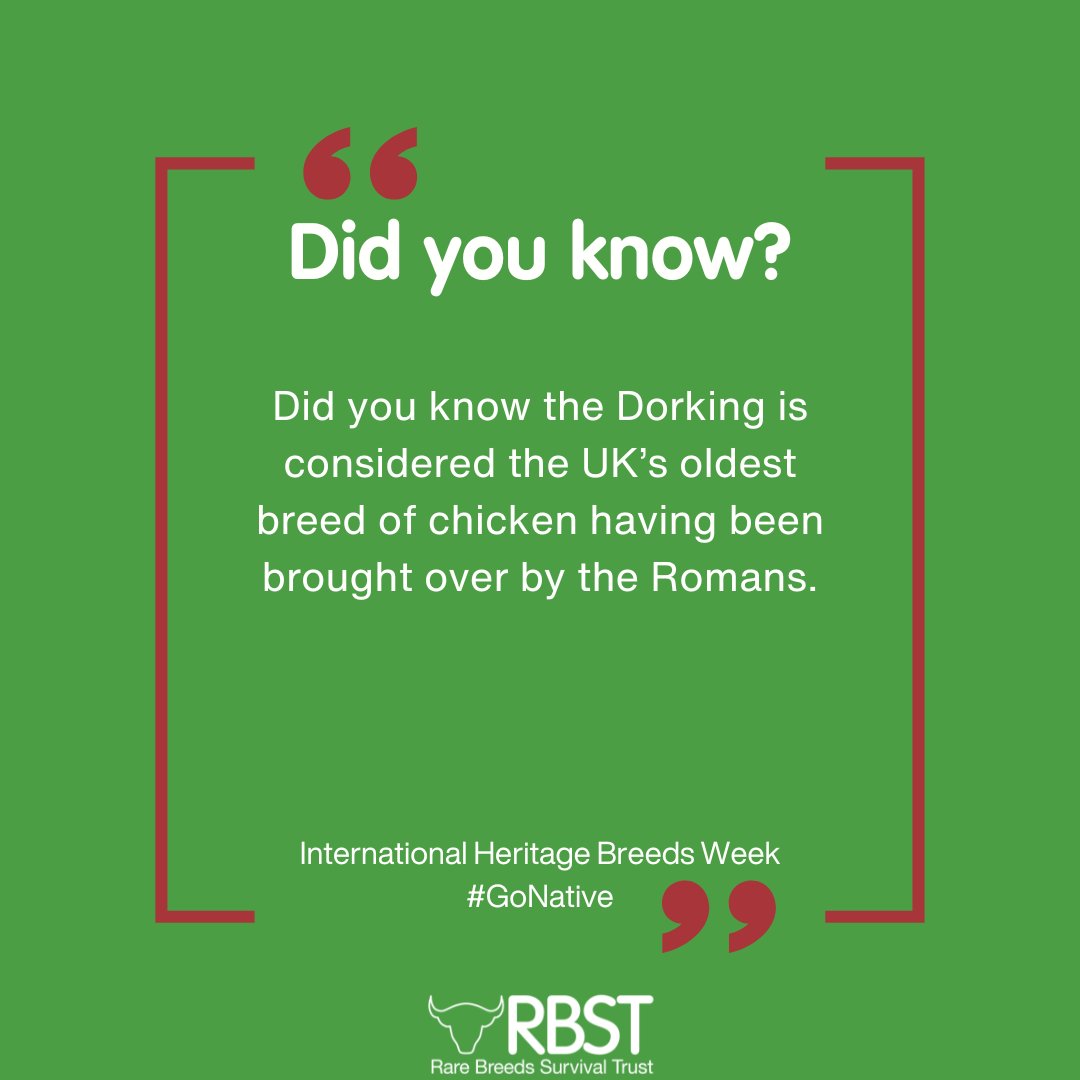 #InternationalHeritageBreedsWeek Did you know...Dorking Chickens are considered to be the UK's oldest breed of chicken having been brought over by the Romans. 📸Sharon Smith #IHBW #PriorityPoultry #RareChicken #GoNative