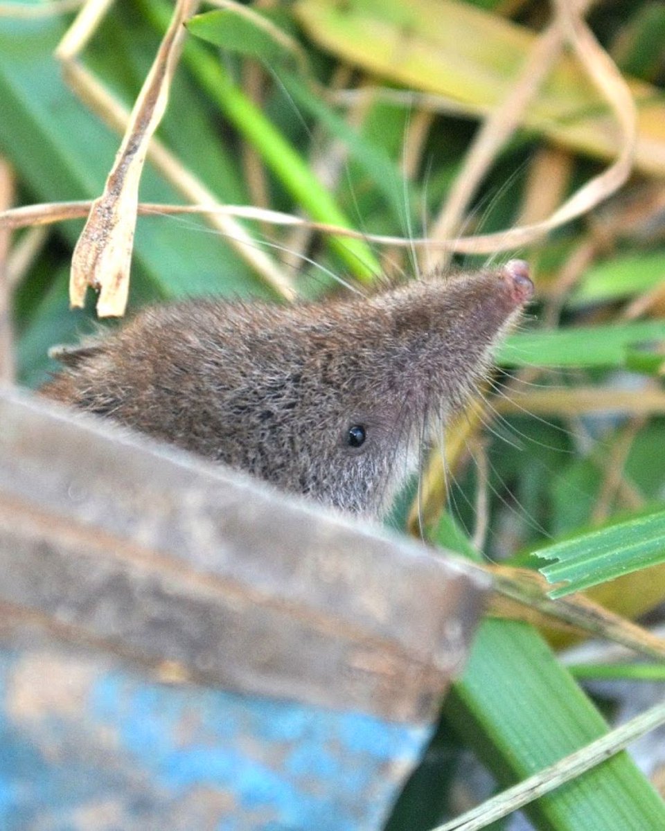 Our 'Searching for Shrews' project has now dissected over 350 pellets and found 2500 small mammals. Greater white-toothed shrews have been found in County Durham and Nottinghamshire. buff.ly/3K93jRT Photo credits: Lawson Pipet, Ruth Carden, Sam Browett #INNSweek