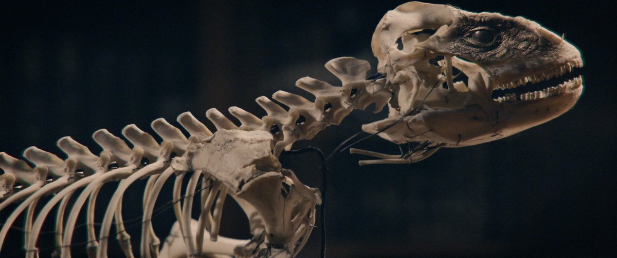 🎸🎸We are thrilled with our friends <a href="/NightwishBand/">Nightwish</a> breathtaking video for their new single ‘Perfume of the Timeless’, featuring so many of nature’s endless forms most beautiful from both our collections and beyond.
They were here! 
youtu.be/oHCaZmIzr0o 
#NHMTring #Nightwish