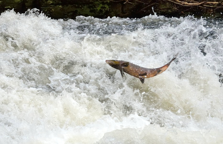 A new report published today by @fishmigration and others states that there has been a 75% decline in migratory fish populations in Europe since 1970 (81% worldwide). Report here: bit.ly/3UOX76D Barriers and habitat loss are known to be a major factor. 1/2