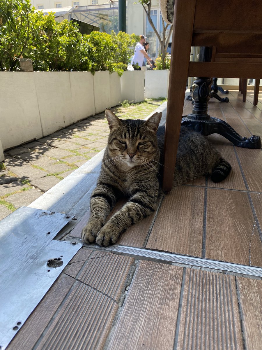 allbllall's tweet photo. я фотографирую тут буквально каждую котейку https://t.co/X5PMM08lZY
