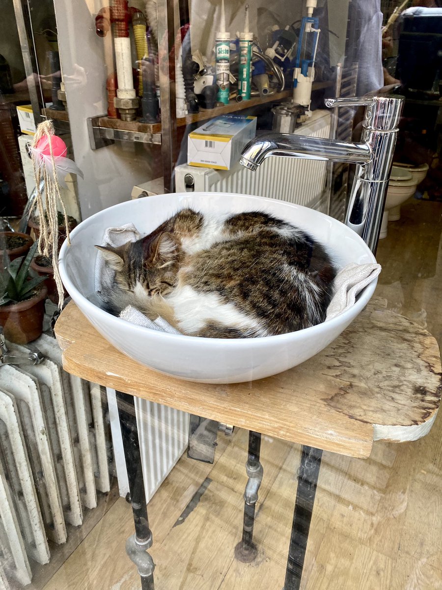 allbllall's tweet photo. я фотографирую тут буквально каждую котейку https://t.co/X5PMM08lZY