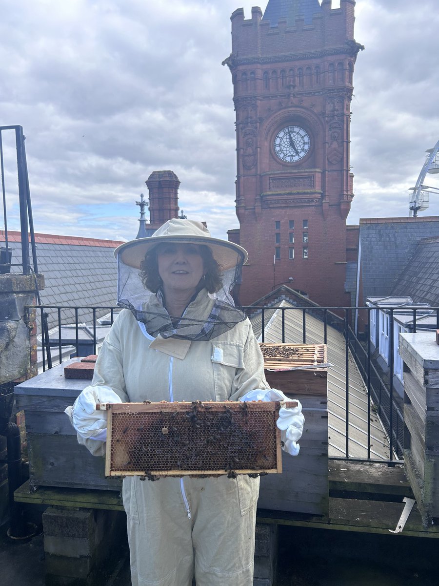 Was very happy celebrating World Bee Day yesterday! 

These are the Welsh Commission Bees on the Pierhead

We now have over 20,000 and they make their own honey for us!