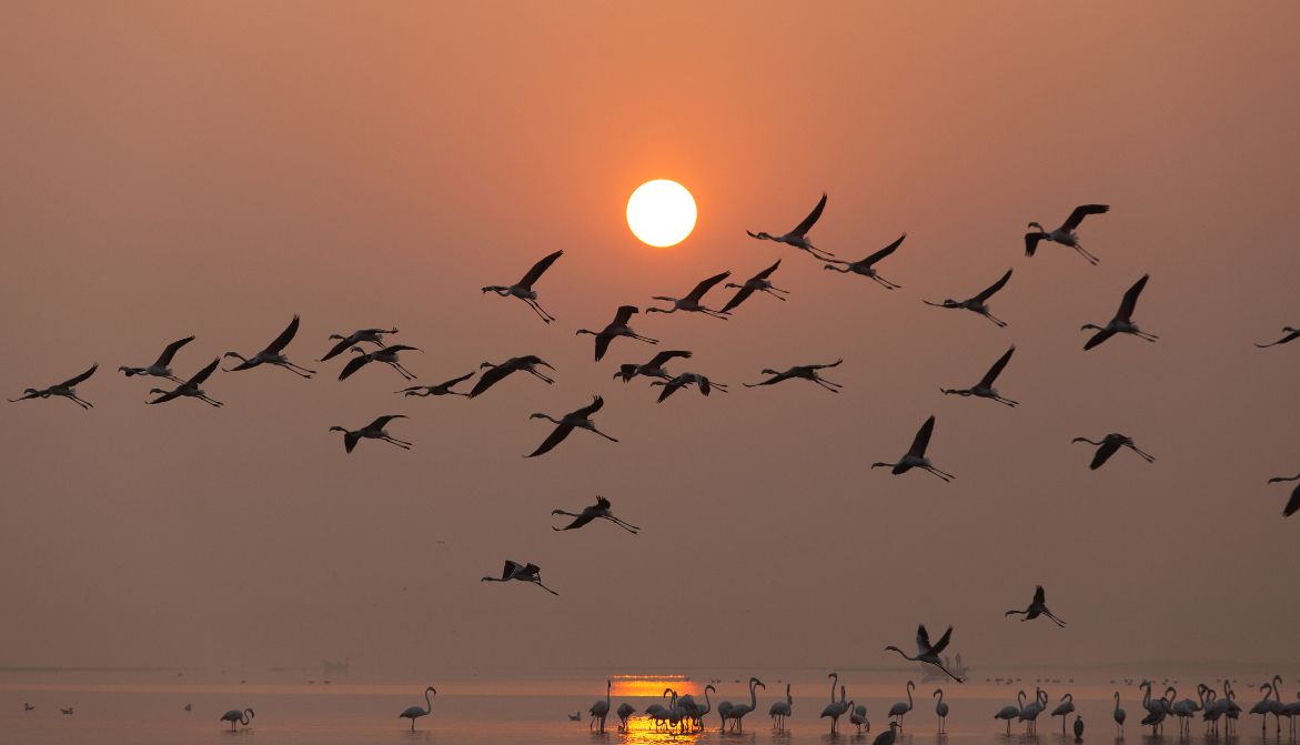 Un avion de ligne a provoqué la mort d'au moins 36 flamants roses lundi 20 mai au soir en descendant vers Bombay (Inde). Cet oiseau migrateur est menacé par les collisions avec les vols qui traversent son habitat 👇 30millionsdamis.fr/actualites/art…