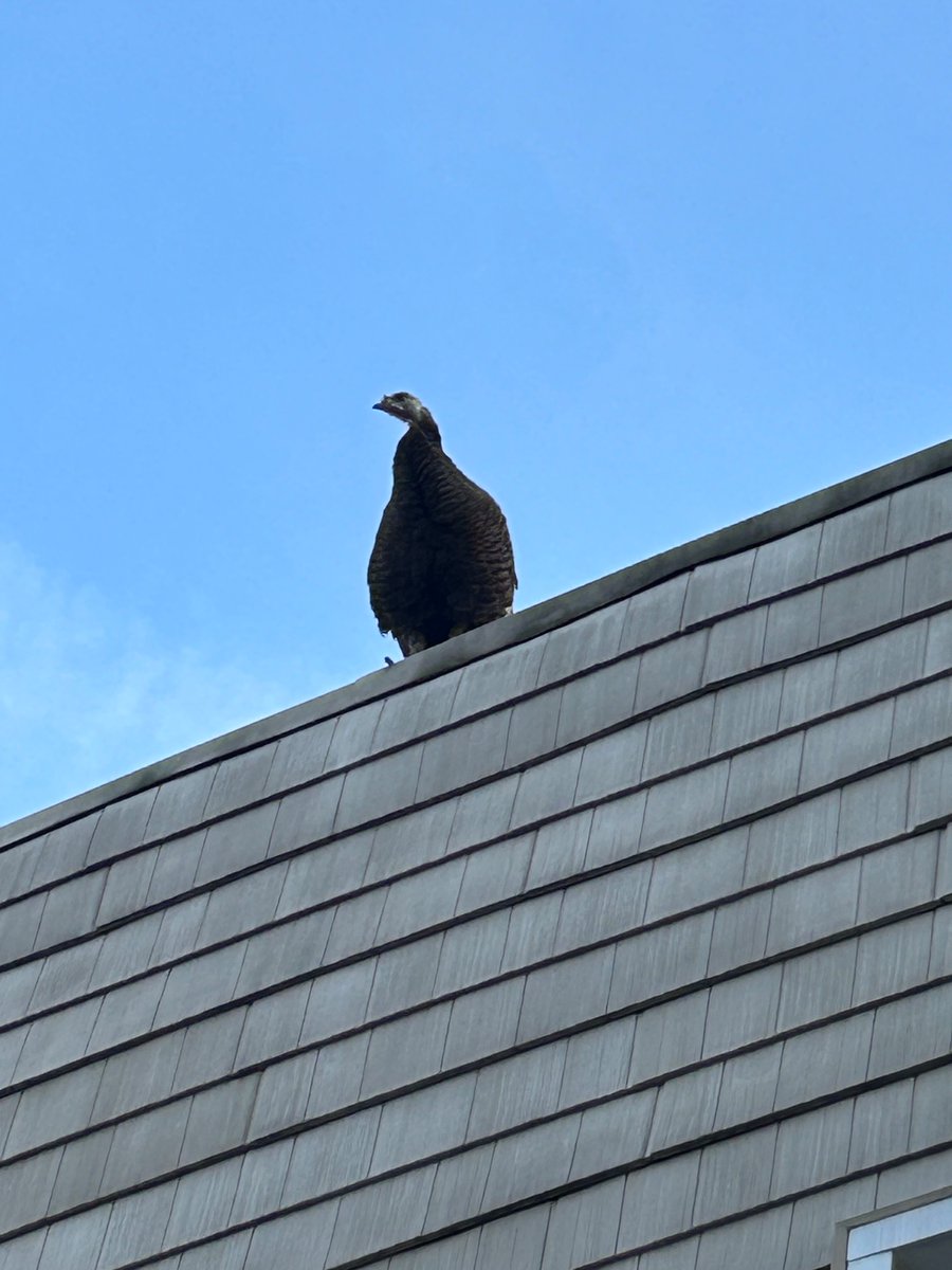 samdawnpaul's tweet photo. @BirdCentralPark Williamsburg this morning https://t.co/Vc77Y3DkKt