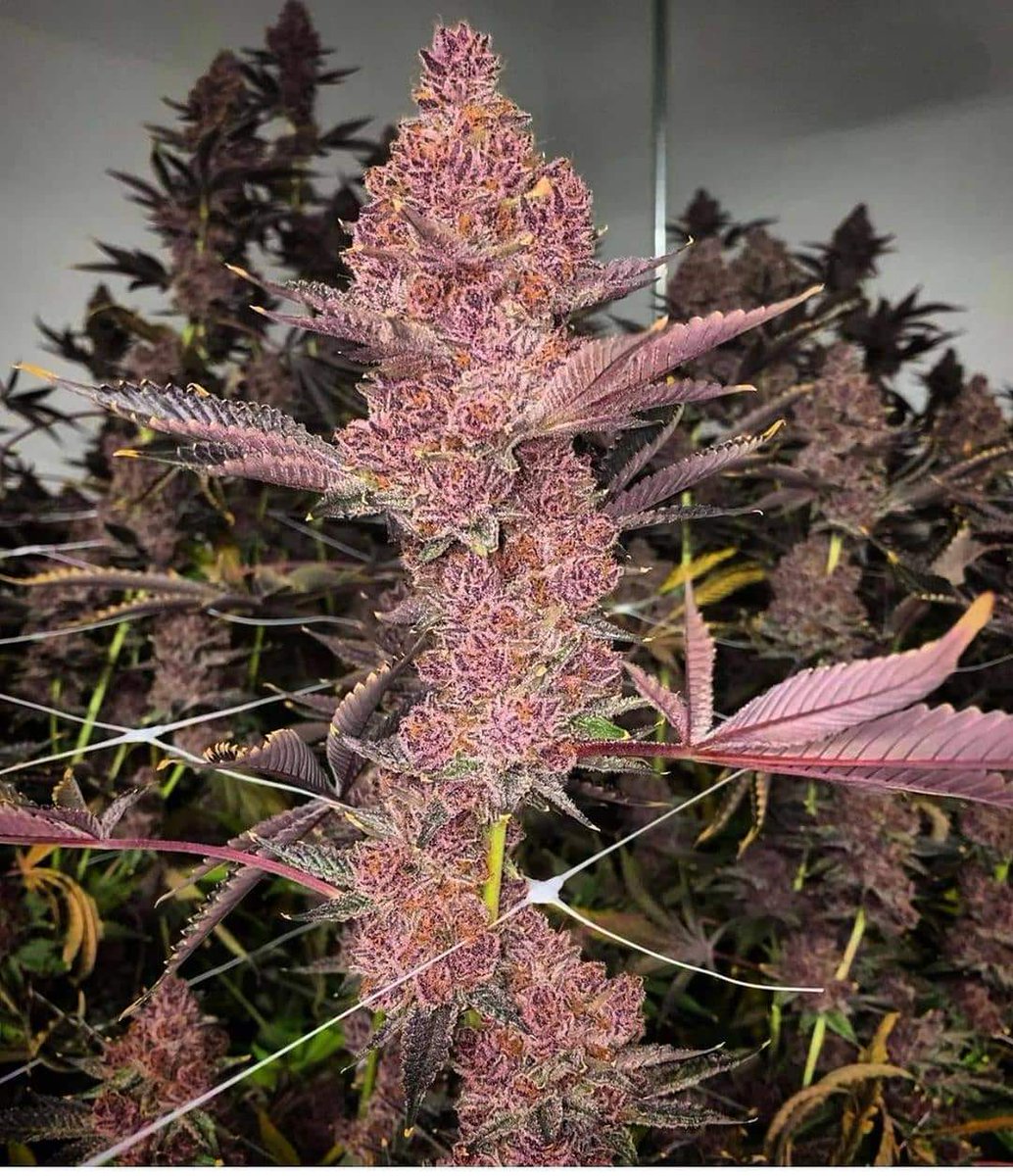 Tropicana Cherry🍒🌴

📸 relentless__genetic

#insidecannabis #smokeweedeveryday #high #cannabis #cannabiscommunity #weed #marijuana #thc #cbd #cannabisculture #weedporn #weedstagram #hightimes #stoner #indica #sativa #hemp #maryjane #ganja #growyourown #smoke #cannabissociety