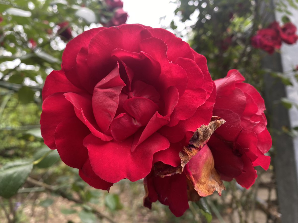 HIDE6253298's tweet image. 今日は焼きそば＆ナポリタンコッペパン・ピヨちゃんで満腹。
明々後日はいよいよおいしい給食Road to イカメシ公開。楽しみだな。
帰社すると転籍部下の歓迎会。めでたくないので勿論欠席して事務処理に勤しむ。
#BakeryTOA
#おいしい給食Roadtoイカメシ
#RickSpringfield