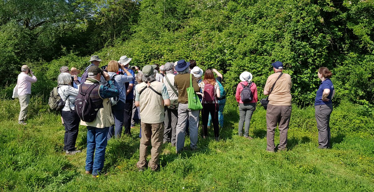 Our next #SpeciesRecoveryProgramme guided butterfly walk is at @ForestryEngland's Salcey Forest on Weds, June 5th from 10am-2pm! 🥳 Meet at the Visitor Centre. On the hunt for Wood White 👀 More info here: butterfly-conservation.org/events/salcey-… @BedsNthantsBC