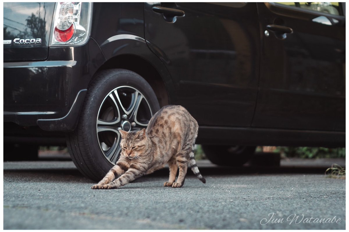 Camera:Panasonic Lumix DC-GX7MK3 Lens:PETRI C.C Auto 55/1.4 #snapshot #cat #cats #CatsLover #animal #animalphotography #photograghy #photographer #photooftheday #animalphotography #landscape #oldlens #voigtlander #lumix #オールドレンズ #猫 #ネコ #ねこ