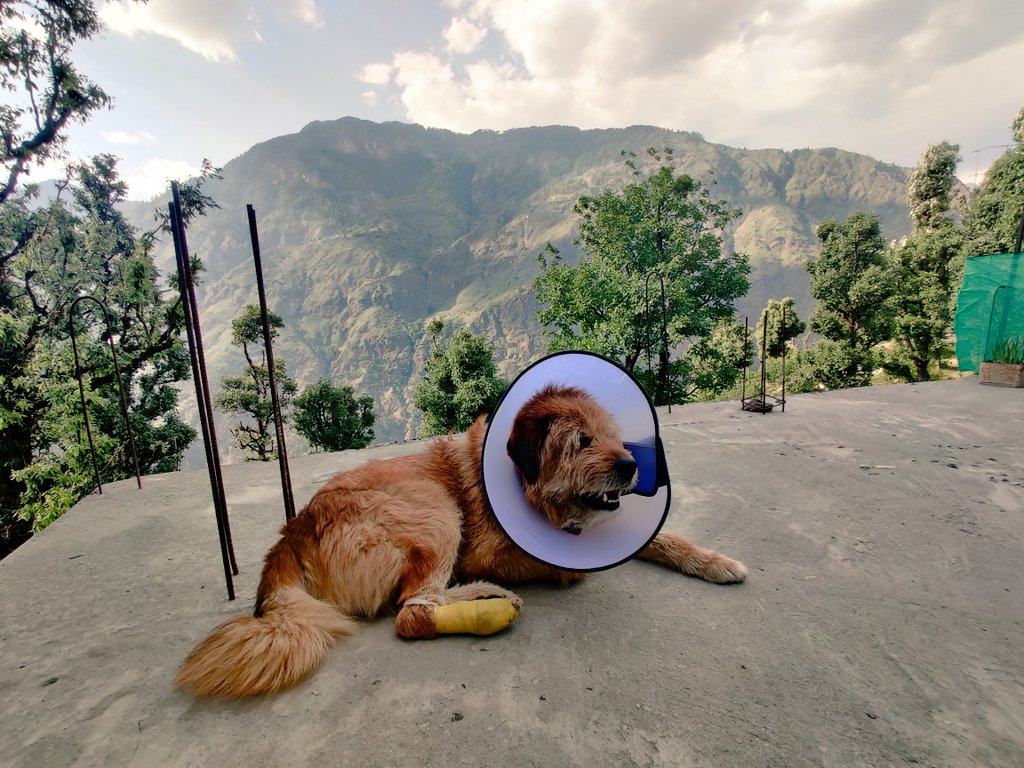 Guchhi Update: - recovered today from the tiring journey to and from Dehradun in a heatwave. - paw healing slowly 🤞 48 hrs no bleeding now. - he is now used to the bandage change ritual. Also observing the vet clinic staff work, helped me learn. - pretty stiff antibiotics