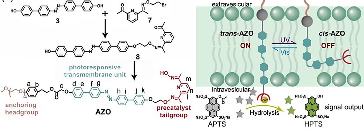 Artificial signal transduction triggered by molecular photoisomerization in lipid membranes doi.org/10.1016/j.ccle…