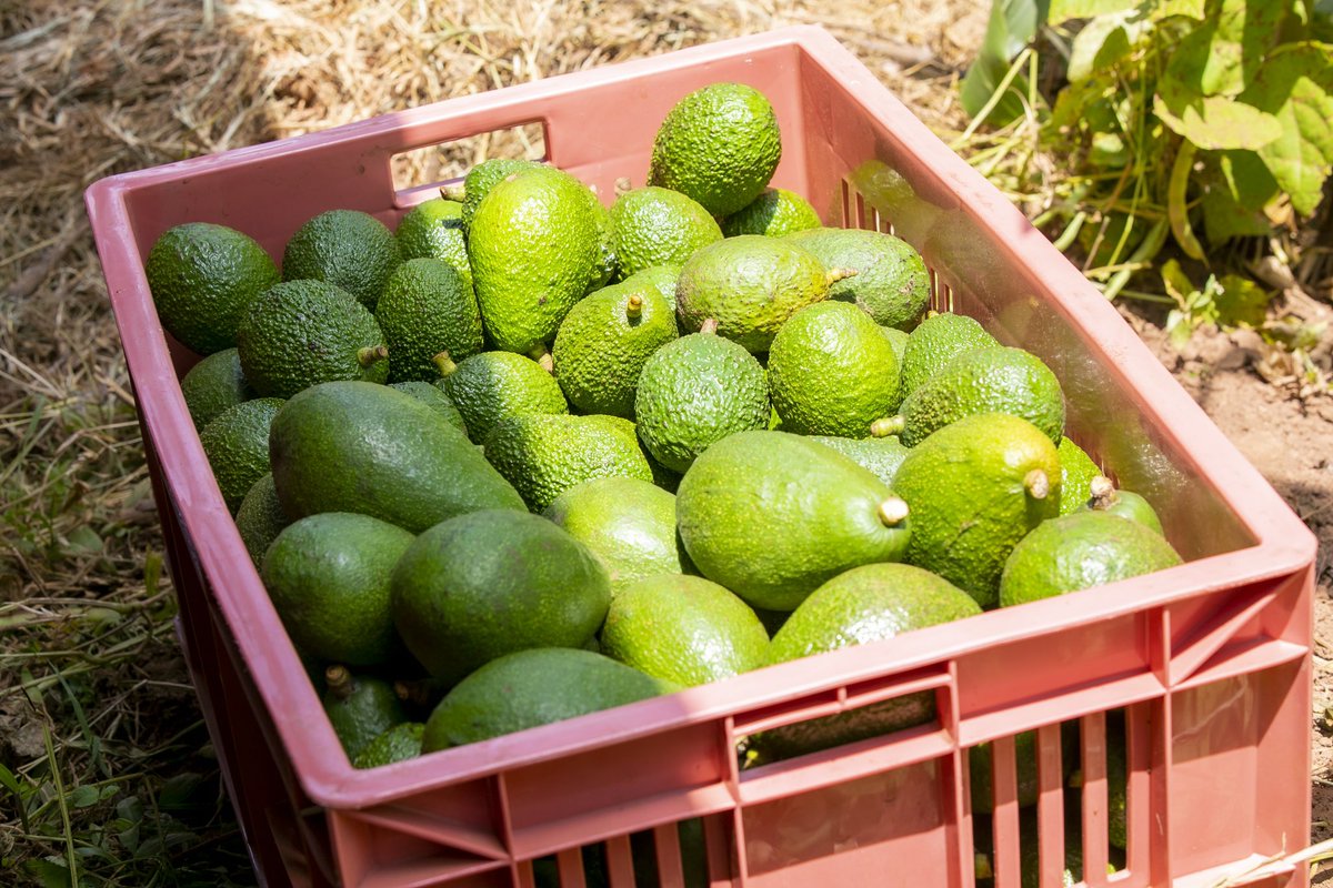 Ministry of Agriculture & Animal Resources |Rwanda tweet media