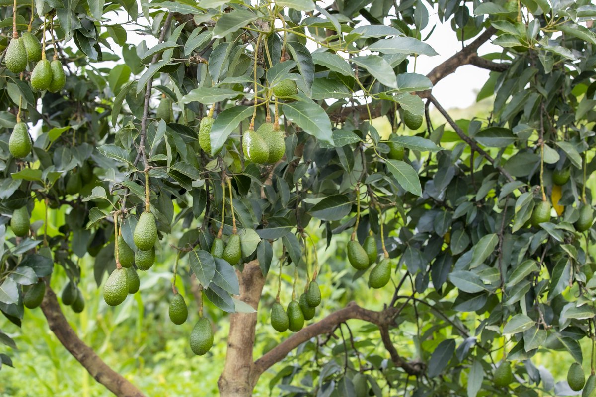 Ministry of Agriculture & Animal Resources |Rwanda tweet media