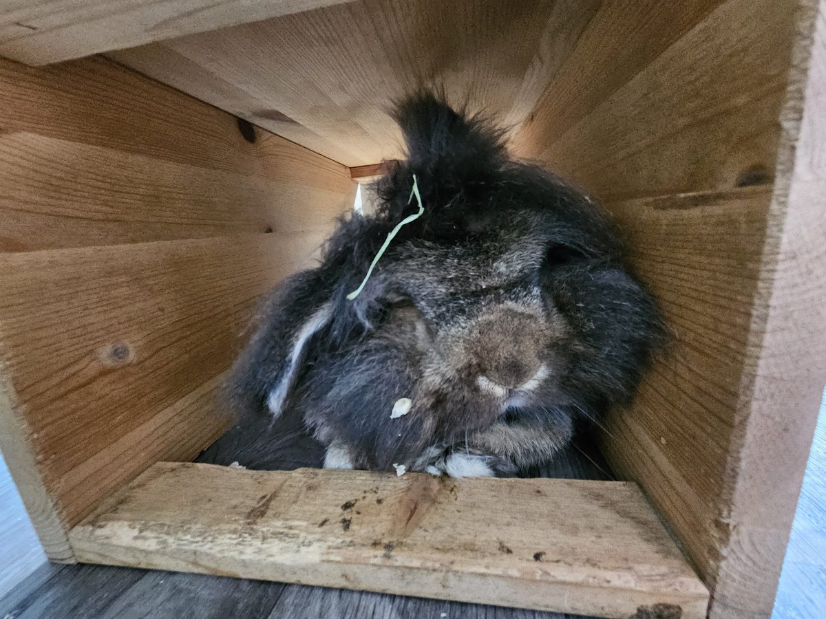 RabbitLeonard's tweet photo. Leonard I just woken up from my nap 🐰🐰 https://t.co/AXZIvNKQRJ