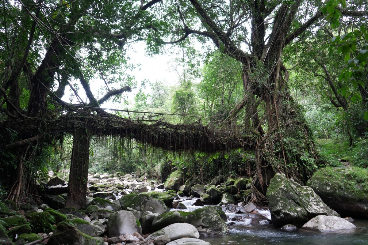 Meghalaya is home to many living root bridges which have been cleverly engineered over the course of many years. The Jaintia Hills is home to some of these exquisite bridges. Click the link to read more about the living root bridges in Jaintia Hills: bit.ly/JaintiaHillsLRB