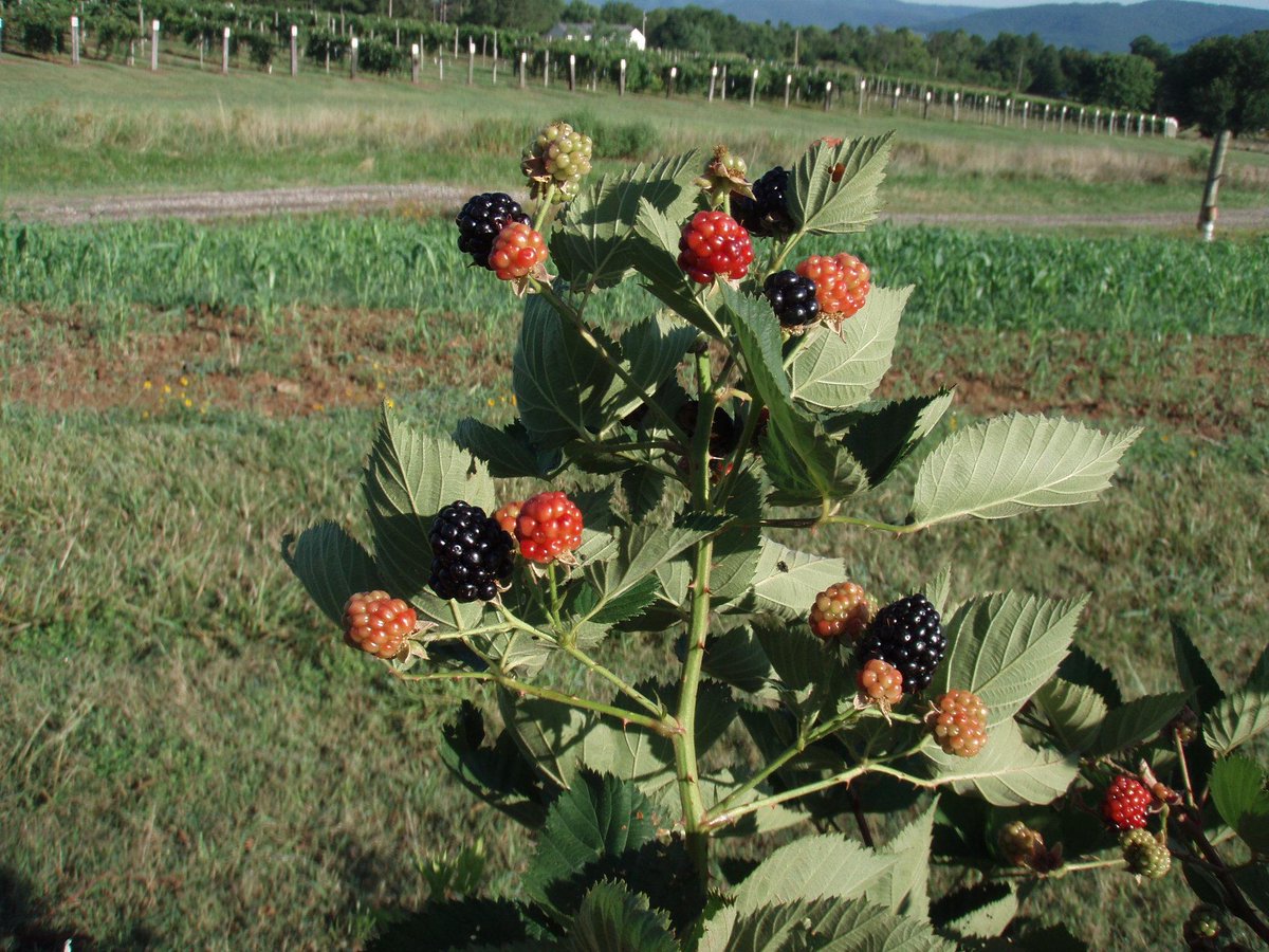 globalplantgen's tweet photo. A Blackberry that is recommended for commercial shipping due to its good post-harvest potential… Prime-Ark 45®

It is early, has good quality, has great flavour, and should be seriously considered by professional blackberry growers.

For more info - https://t.co/0tRV1Xh2VN https://t.co/RUH1C7lEIn