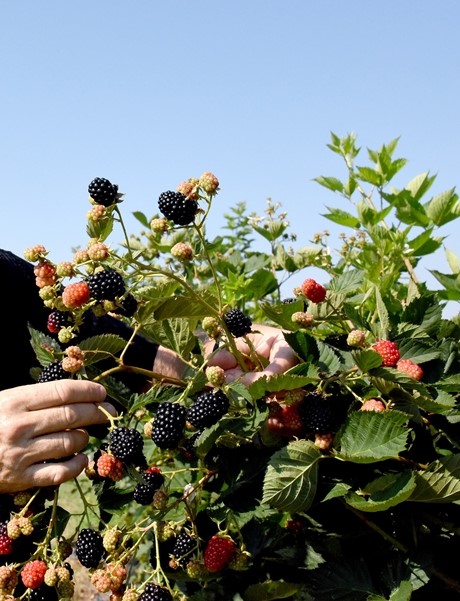 A Blackberry that is recommended for commercial shipping due to its good post-harvest potential… Prime-Ark 45®

It is early, has good quality, has great flavour, and should be seriously considered by professional blackberry growers.

For more info - globalplantgenetics.com/crops