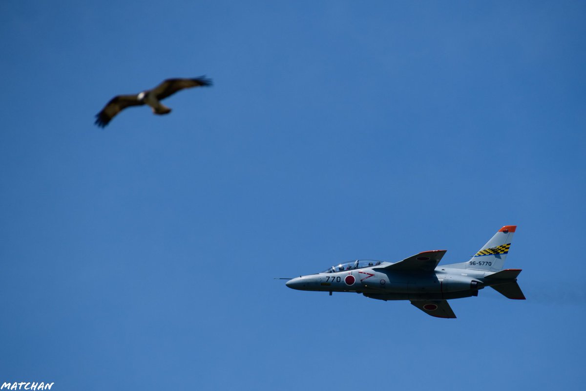 『この大空に翼をひろげ飛んで行きたいよ〜🎶』
T-4とミサゴ
＃鳥活
＃ミサゴ