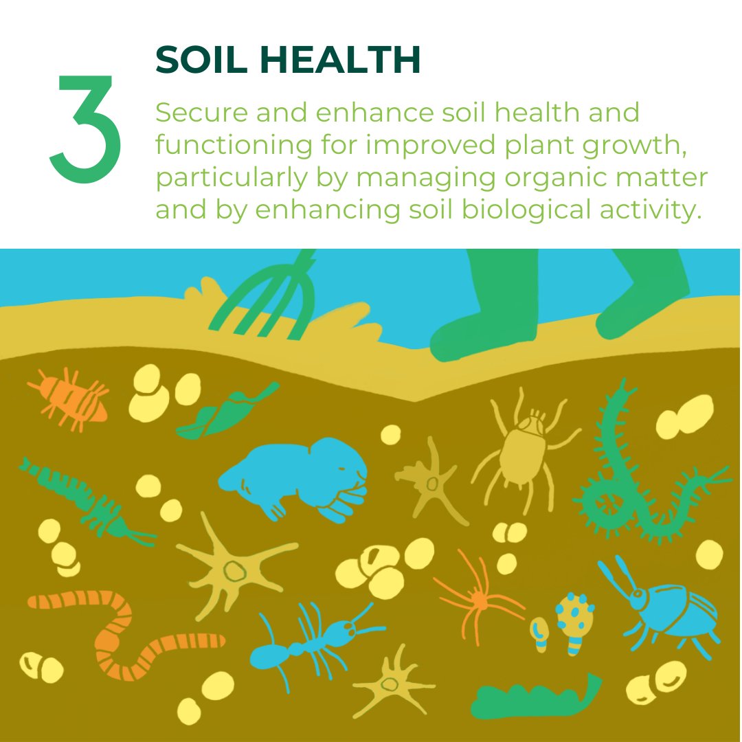 How well do you know the principles of agroecology? This is what #agroecology means at an agroecosystem level. Let's bring these principles to life in our #farming practices!

Stay tuned for the #foodsystem level principles...