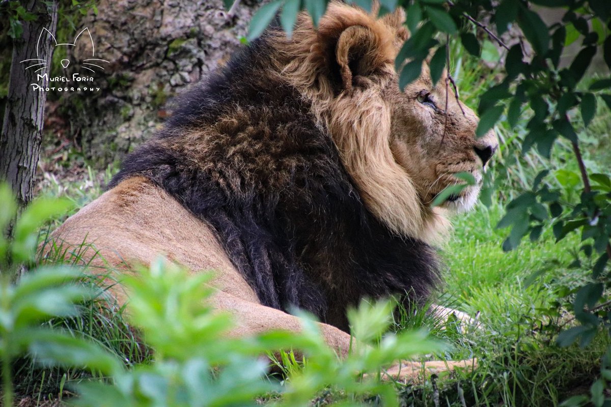 Lion #londonzoo