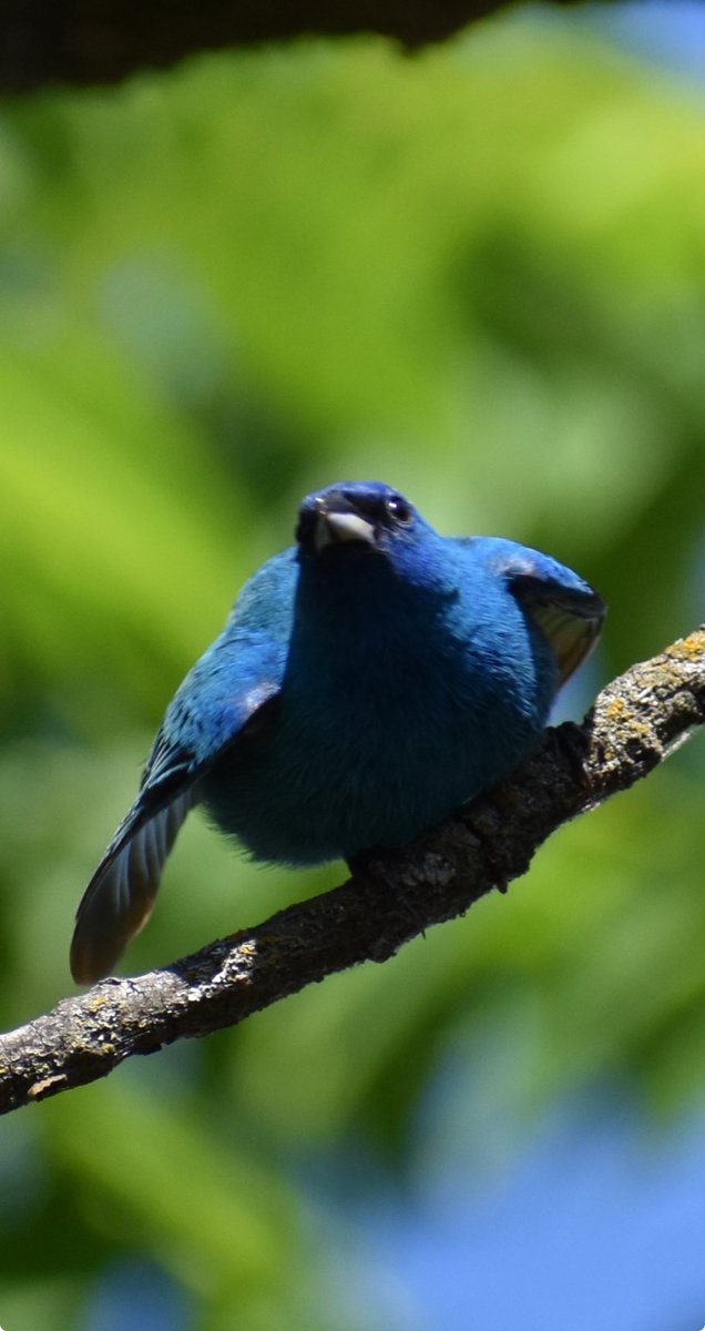 Good morning. This is one of my favorite pics of the trip. An indigo bunting.