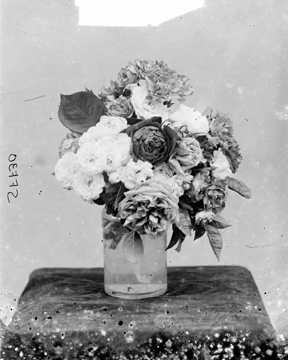 'There are always flowers for those who want to see them' - Henri Matisse. This year's #ChelseaFlowerShow has us bloomin' inspired. 💐 📷 Glass plate negative photographs showing different studies of flowers by Anonymous © Nigel Henderson Estate