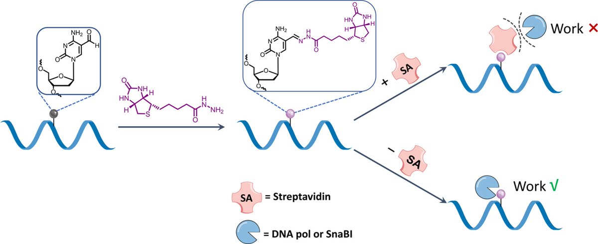 Streptavidin-Biotin Complexes as Tools for Modulating an Important DNA Epigenetic Modification @Wiley_Chemistry @wileyinresearch @InnovationChem @isciverse @AdvSciNews doi.org/10.1002/cjoc.2…