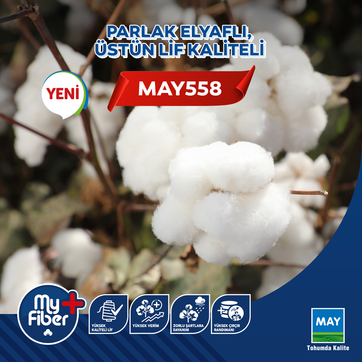 MAY_Tohum's tweet photo. PARLAK ELYAFLI, ÜSTÜN LİF KALİTELİ MAY558
📍Verim potansiyeli oldukça yüksek
📍Güçlü bitki yapısı ile makineli hasada uygun
📍Türkiye’de pamuk ekilen her bölgeye uyumlu
📍Verticillium wilt ve Fusarium wilt hastalıklarına karşı toleranslı
#MAYTohum #tohumdakalite #MAY558 #MyFiber https://t.co/jN6bKfovzl