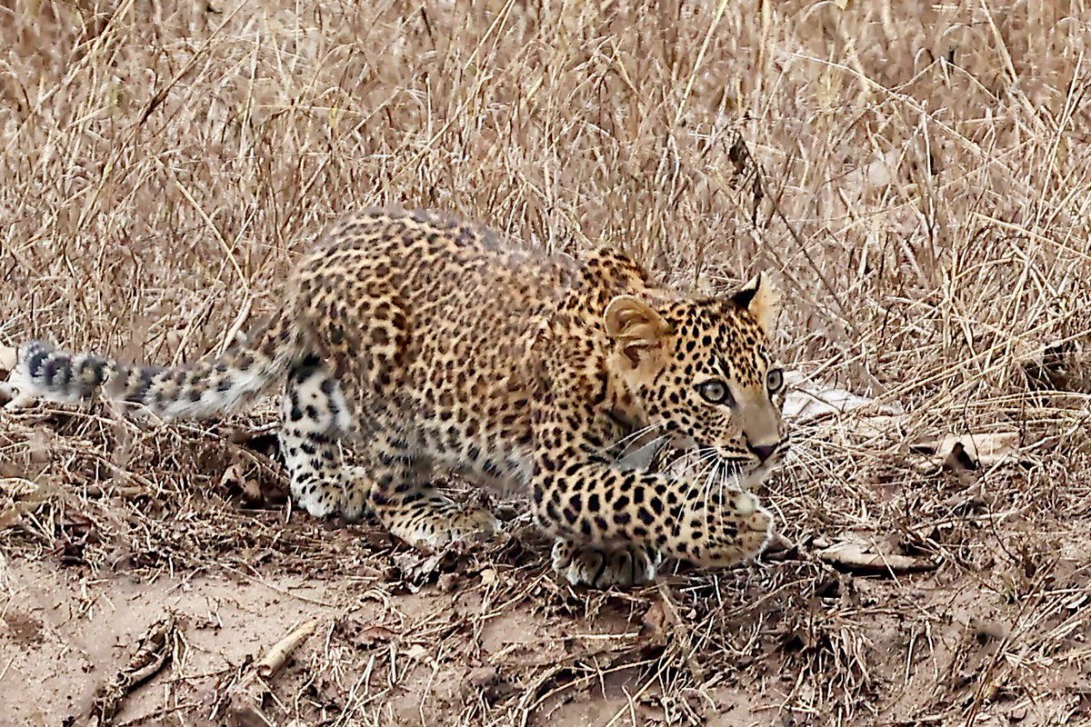 Bandipur Leopard sighting…part 3. Is this the cutest leopard cub ever?