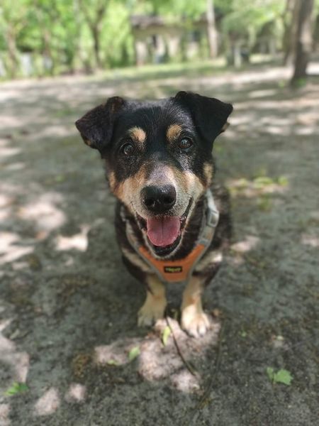 Alarm dla Wincenta🐶🙏🏠🆘🆘🆘
Chyba nigdy nie miał prawdziwego domu😢💔Być może całe jego życie toczyło się wokół budy,a świat sięgał do granicy podwórka. Był,bo był,ot tak,i nic więcej.Sierść miał brudną,szorstką,na ciele sporo wyłysień,które powoli zarastają.