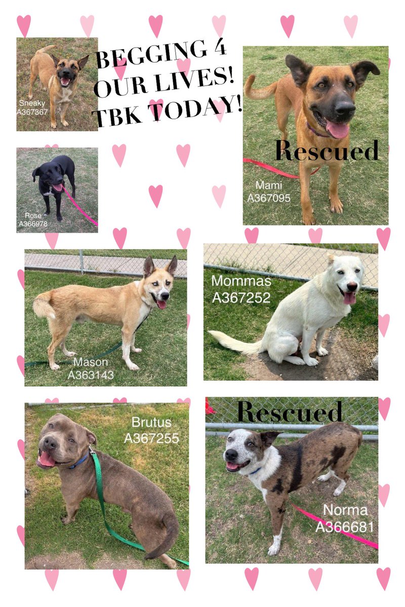 ⏰ is running out‼️
NORMA & MAMI rescued!
5 remaining 🐕 need your help 2 escape being put down💉by Corpus Christi ACS TODAY‼️
SNEAKY #A367367
ROSE #A366978
MASON #A363143
MOMMAS #A367252
BRUTUS #A367255
Contact CCACS NOW 2 TAG 4 #RESCUE #ADOPT
Before it’s TOO LATE!
☎️361-8264630