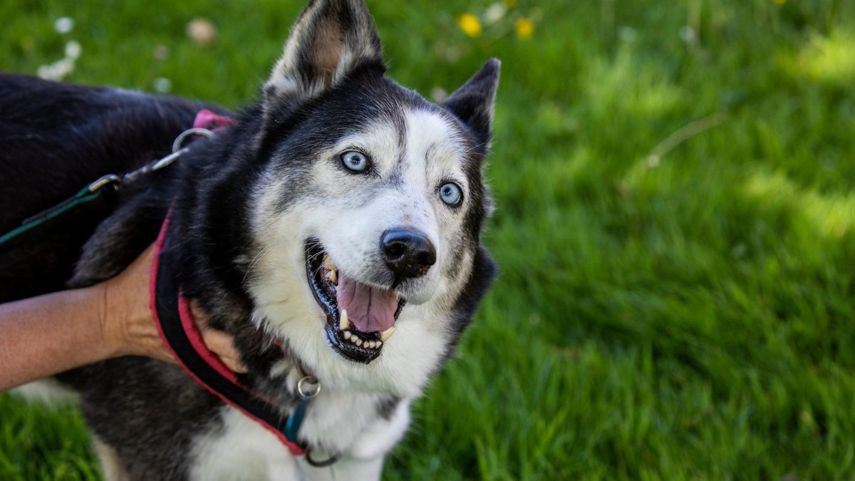 Keeping your dog's teeth clean helps prevent dental problems such as dental disease. Including this as part of their regular grooming routine helps to avoid health issues and pricey treatment. Check out our teeth cleaning tips this #NationalSmileMonth: bit.ly/2NAJMjy